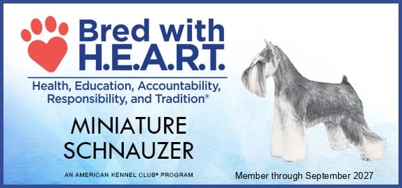 AKC Bred with H.E.A.R.T. — Miniature Schnauzer