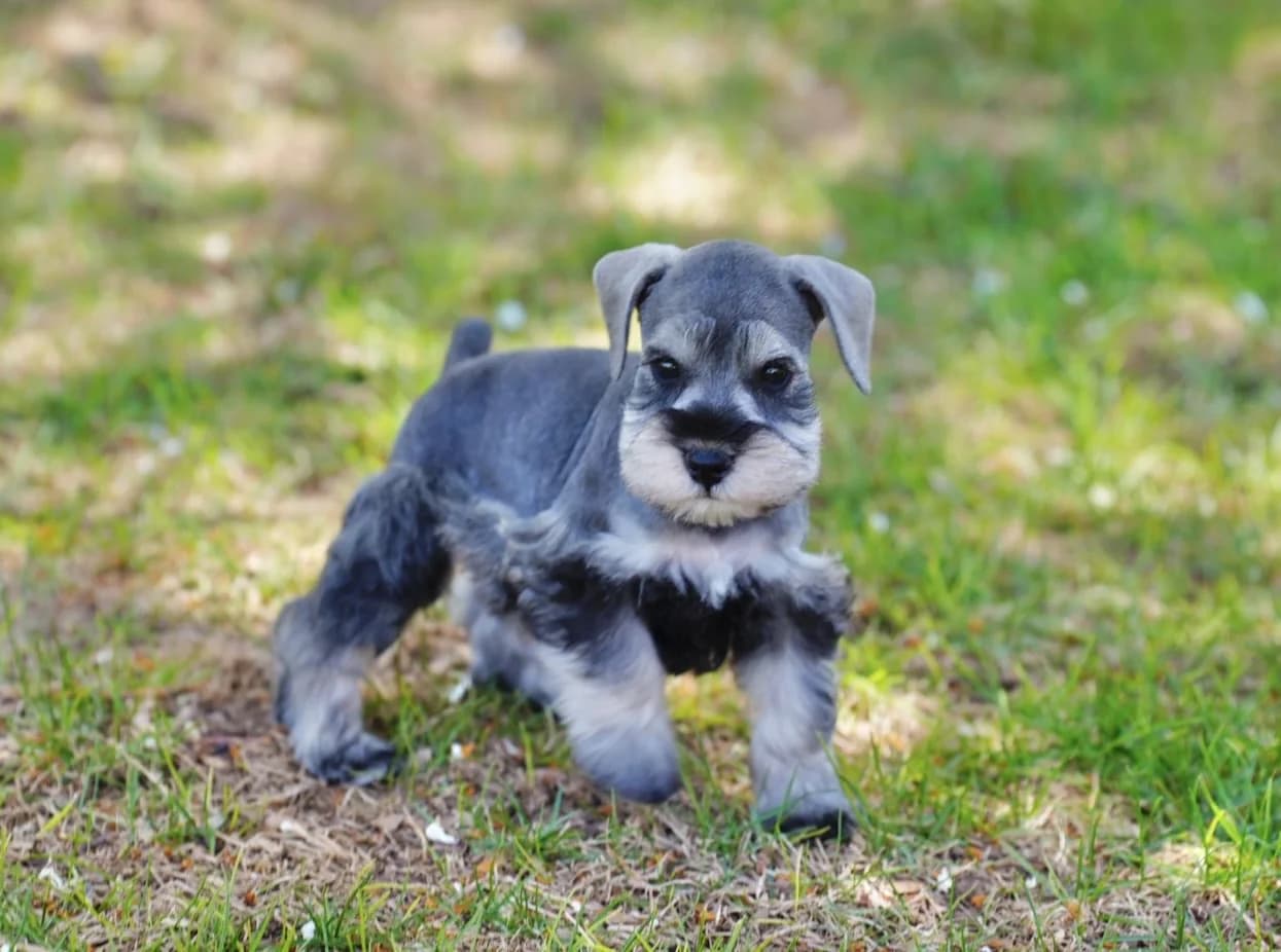 Miniature schnauzer puppy trotting through the grass