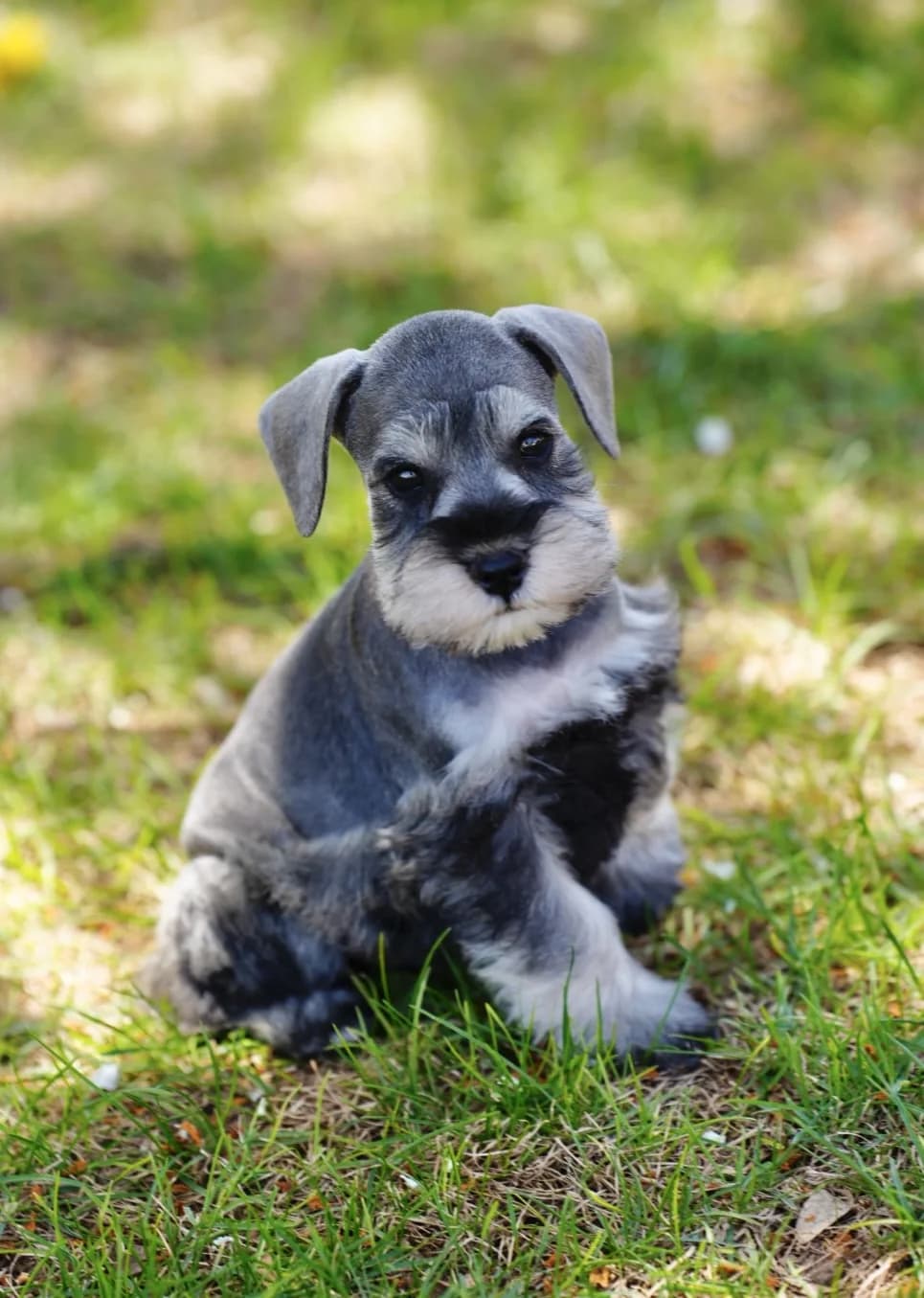 Miniature schnauzer puppy raising a paw in the grass