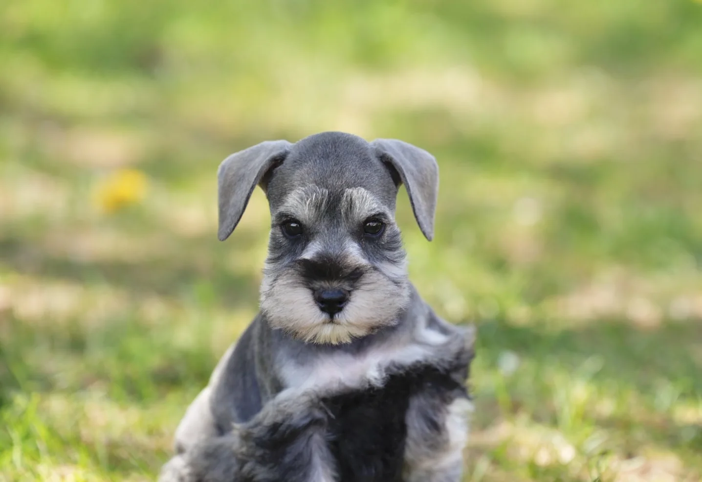 Miniature schnauzer puppy with floppy ears in the grass