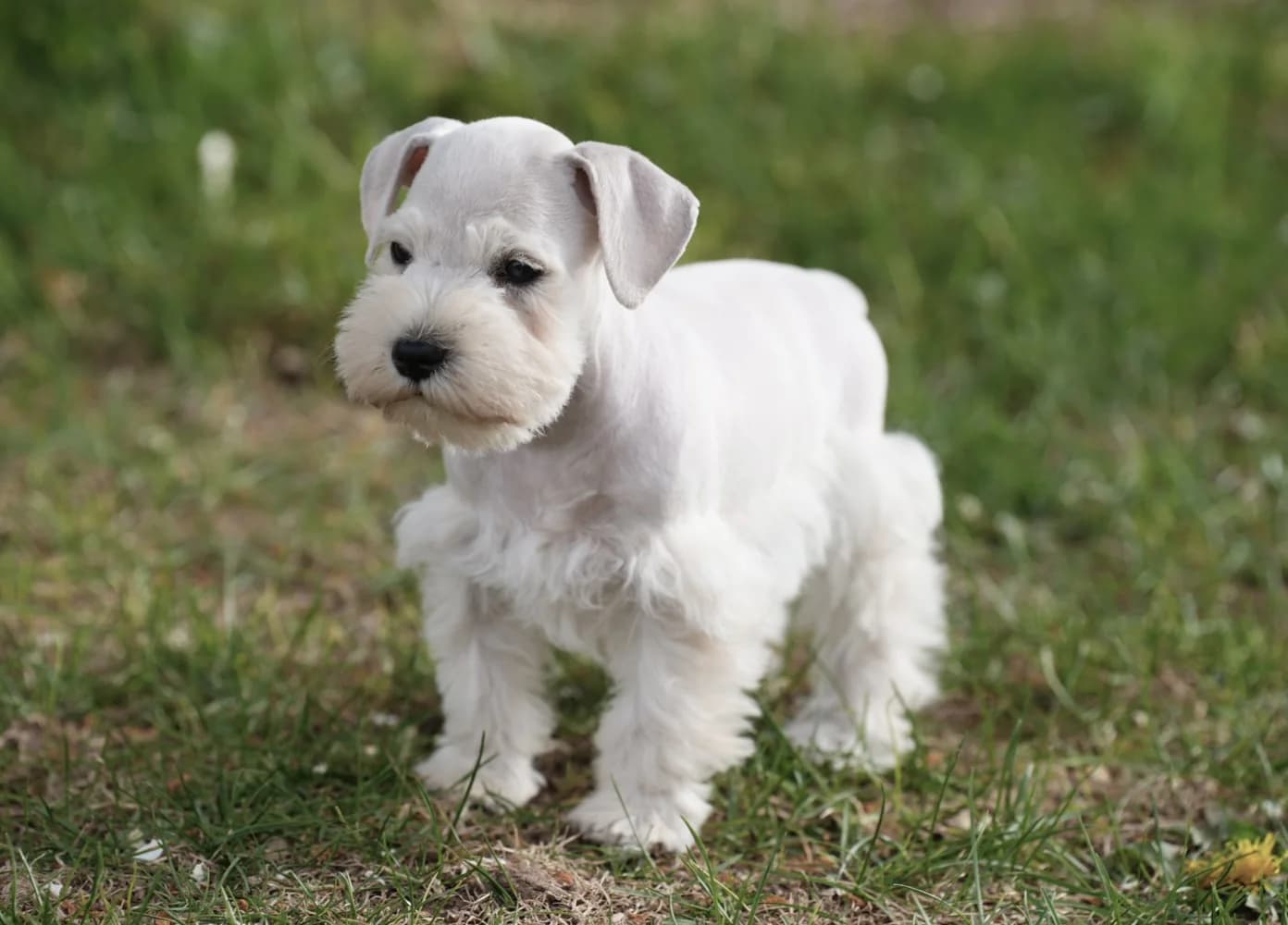 White miniature schnauzer puppy standing in the grass