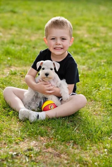 A boy sitting in the grass holding a miniature schnauzer puppy