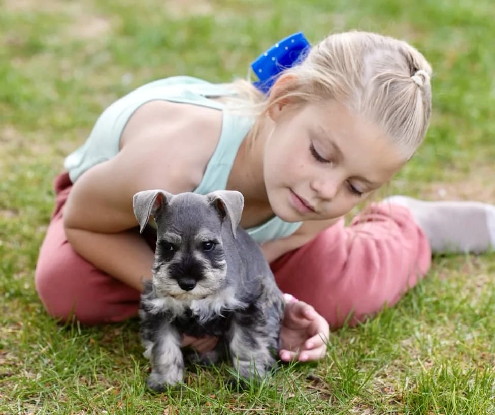 A girl lying in the grass with a miniature schnauzer puppy