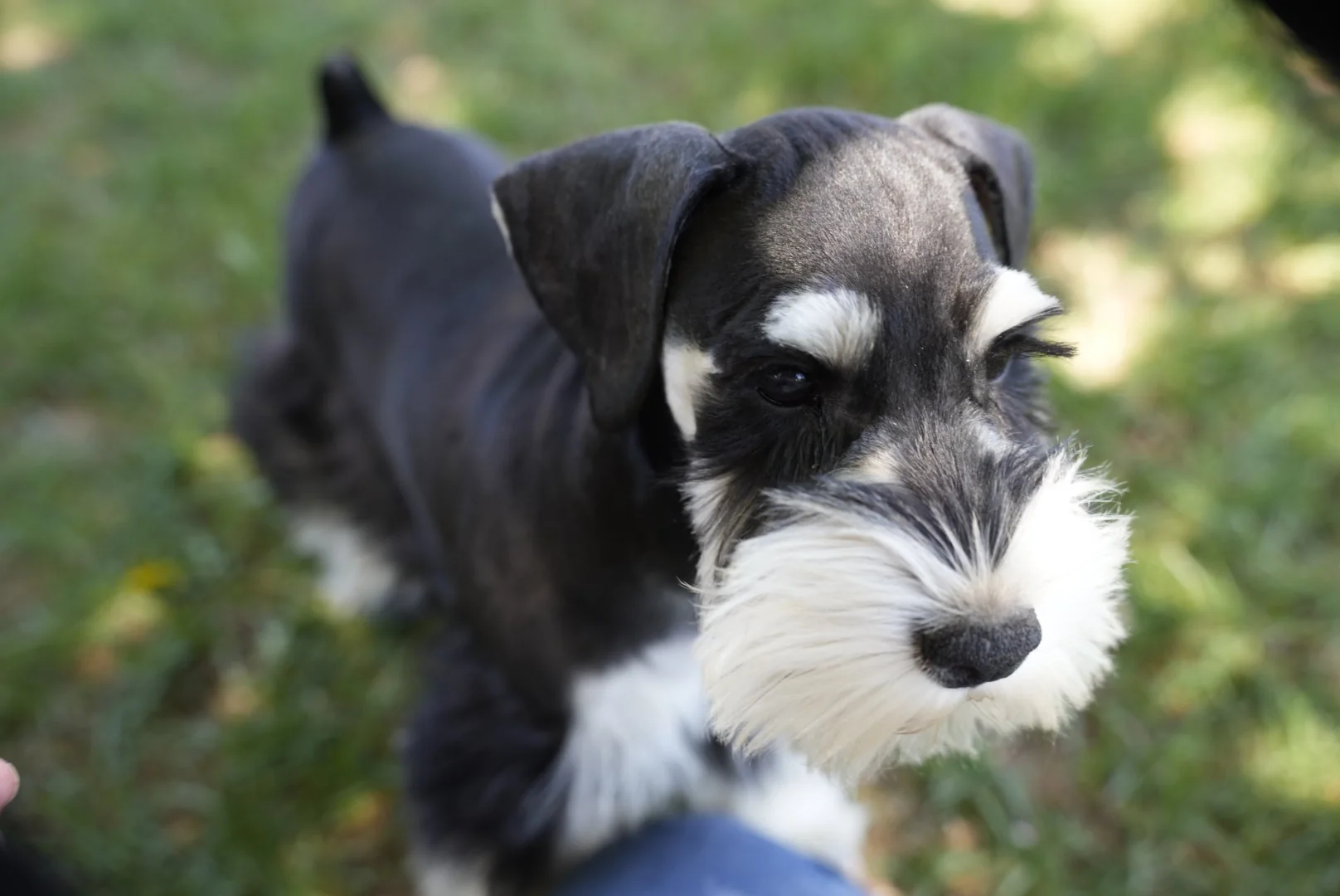 Black and silver miniature schnauzer puppy looking up