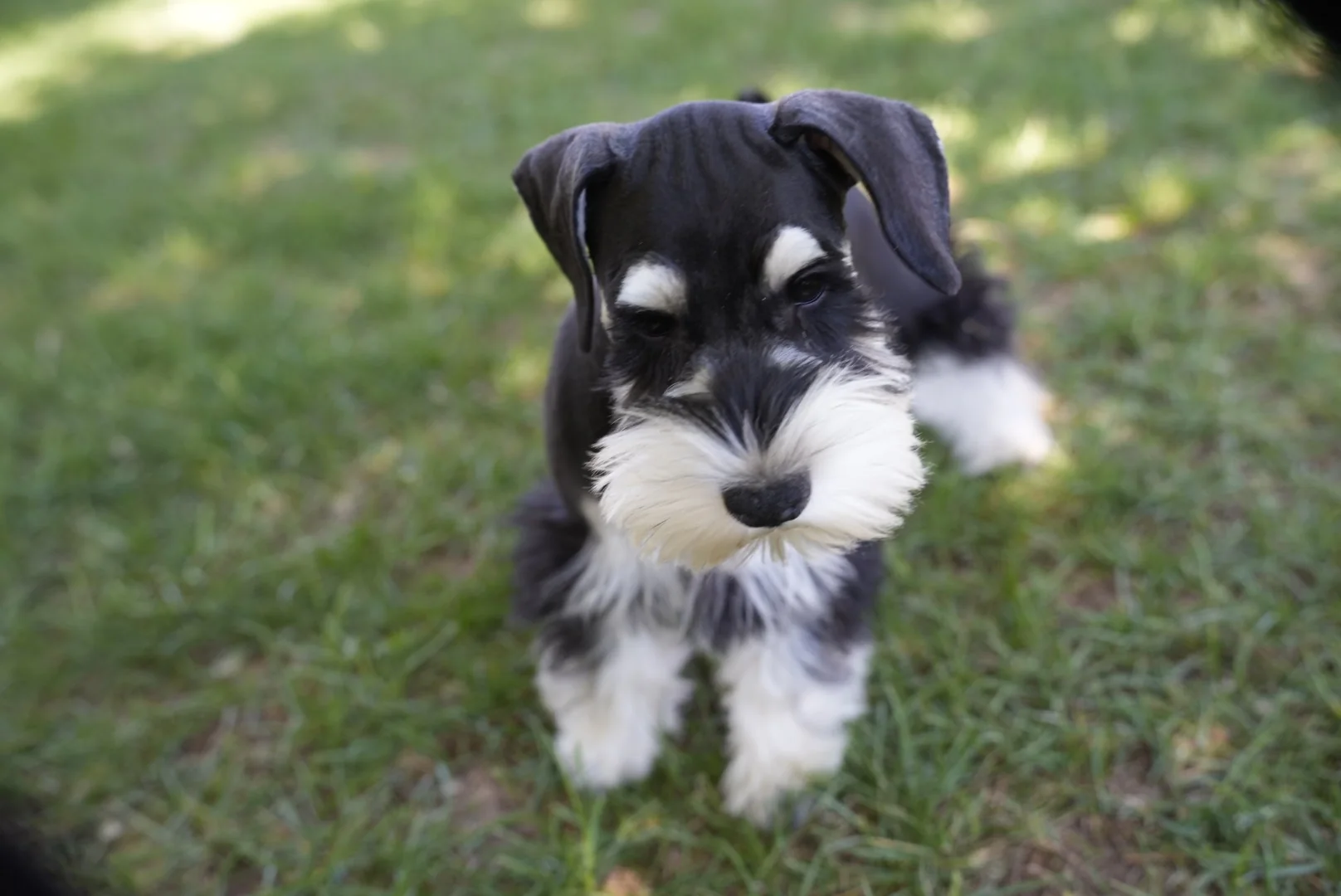 Black and silver miniature schnauzer puppy sitting in the grass