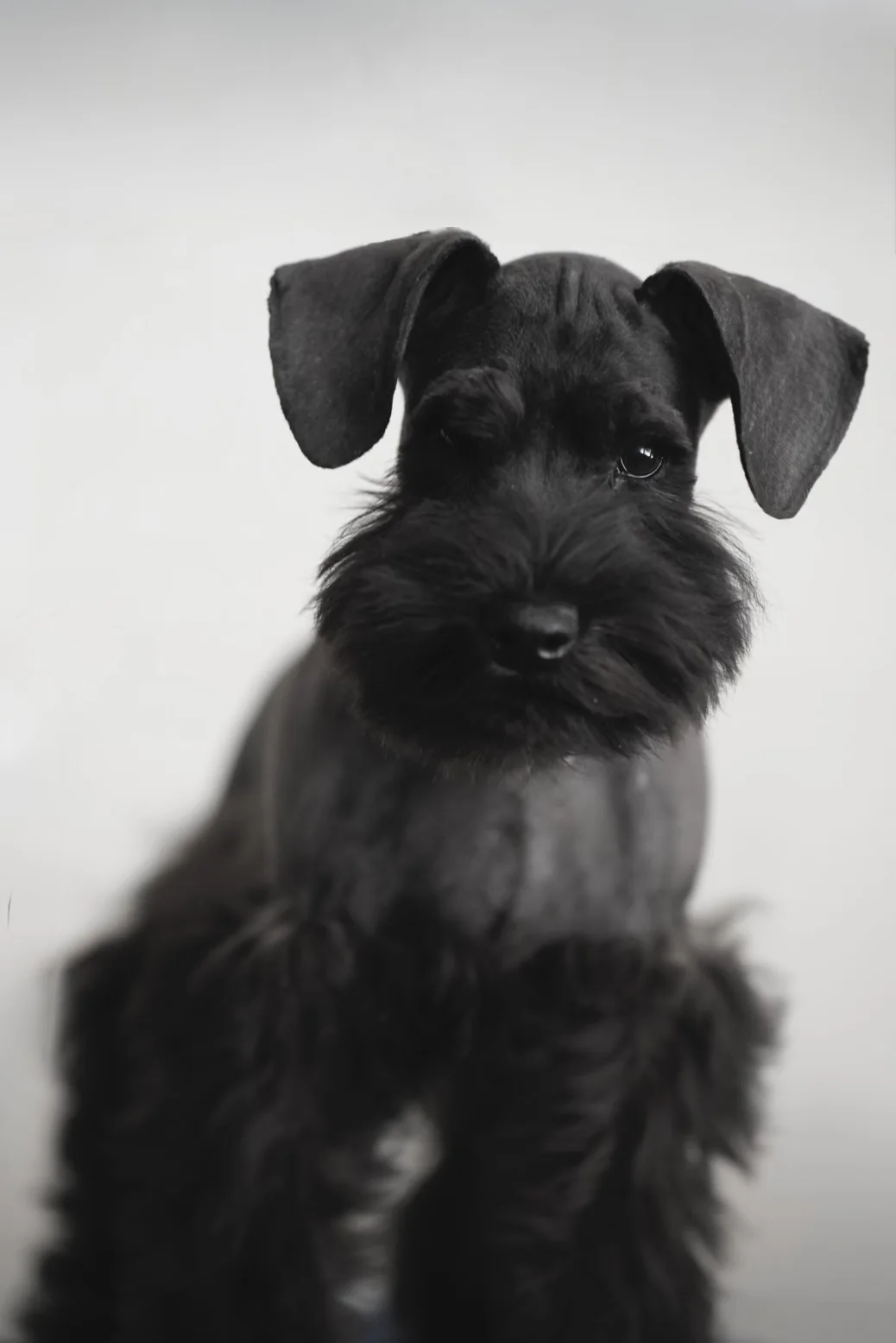 Black miniature schnauzer puppy portrait