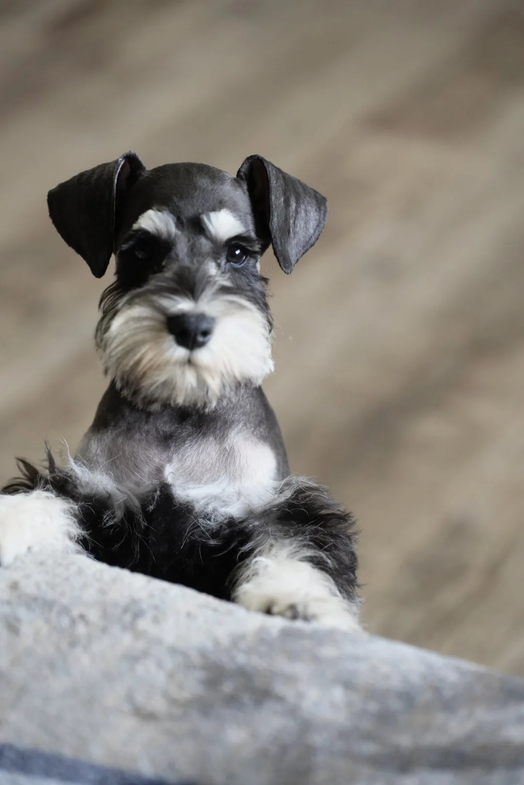 Salt and pepper miniature schnauzer puppy on a bed