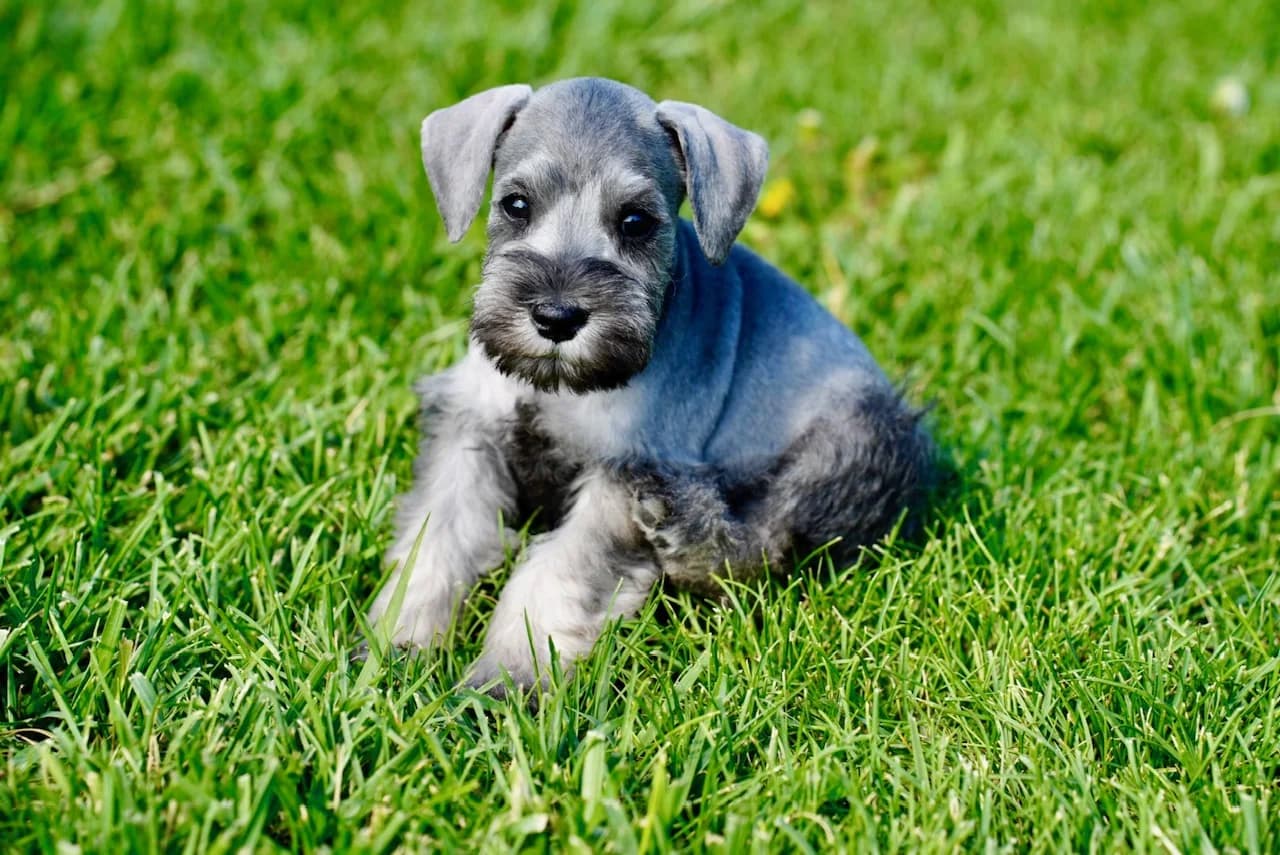 Miniature schnauzer puppy lying in the grass