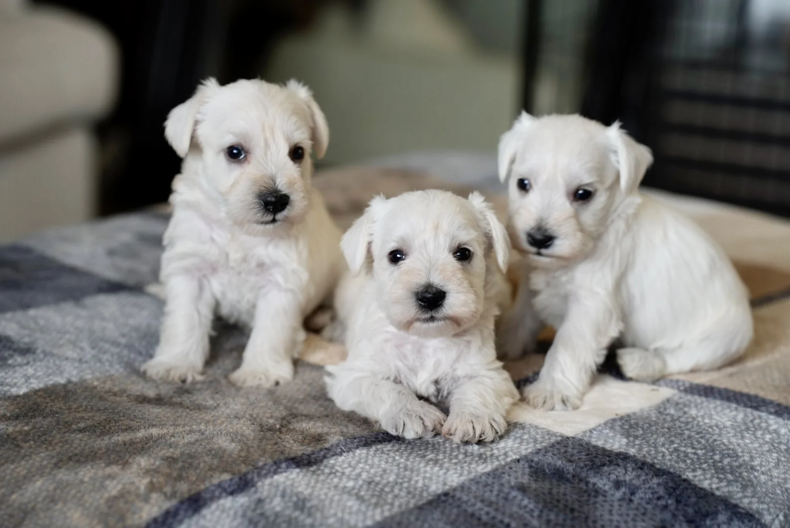 Three white miniature schnauzer puppies on a plaid blanket