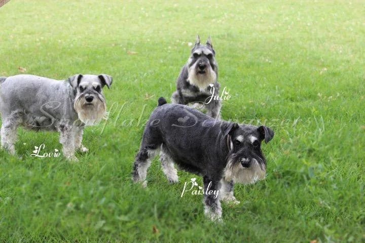 Three adult miniature schnauzers on the lawn