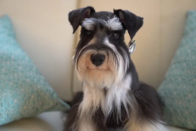 Black and silver miniature schnauzer on a couch