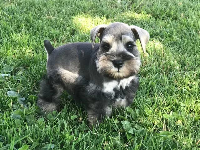Salt and pepper miniature schnauzer puppy in the grass