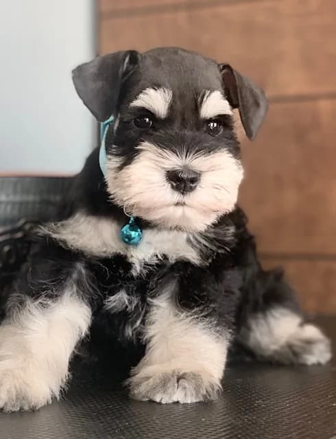 Black and silver miniature schnauzer puppy with a teal collar