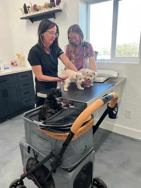 Miniature schnauzer puppies at a veterinary health exam