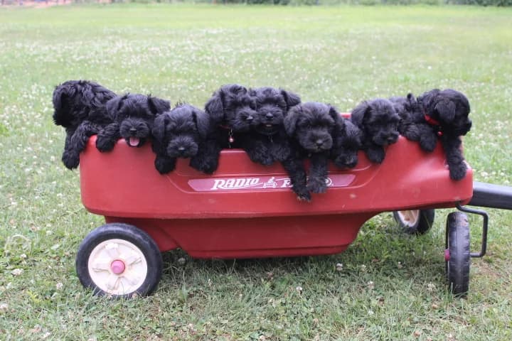 A litter of black miniature schnauzer puppies in a red wagon