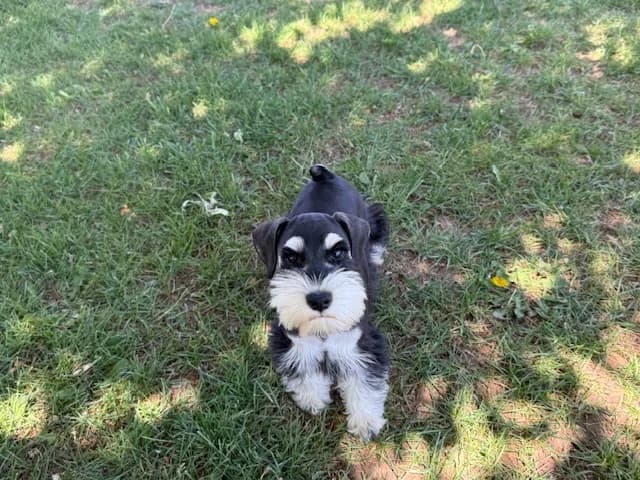 Miniature schnauzer puppy sitting in the grass