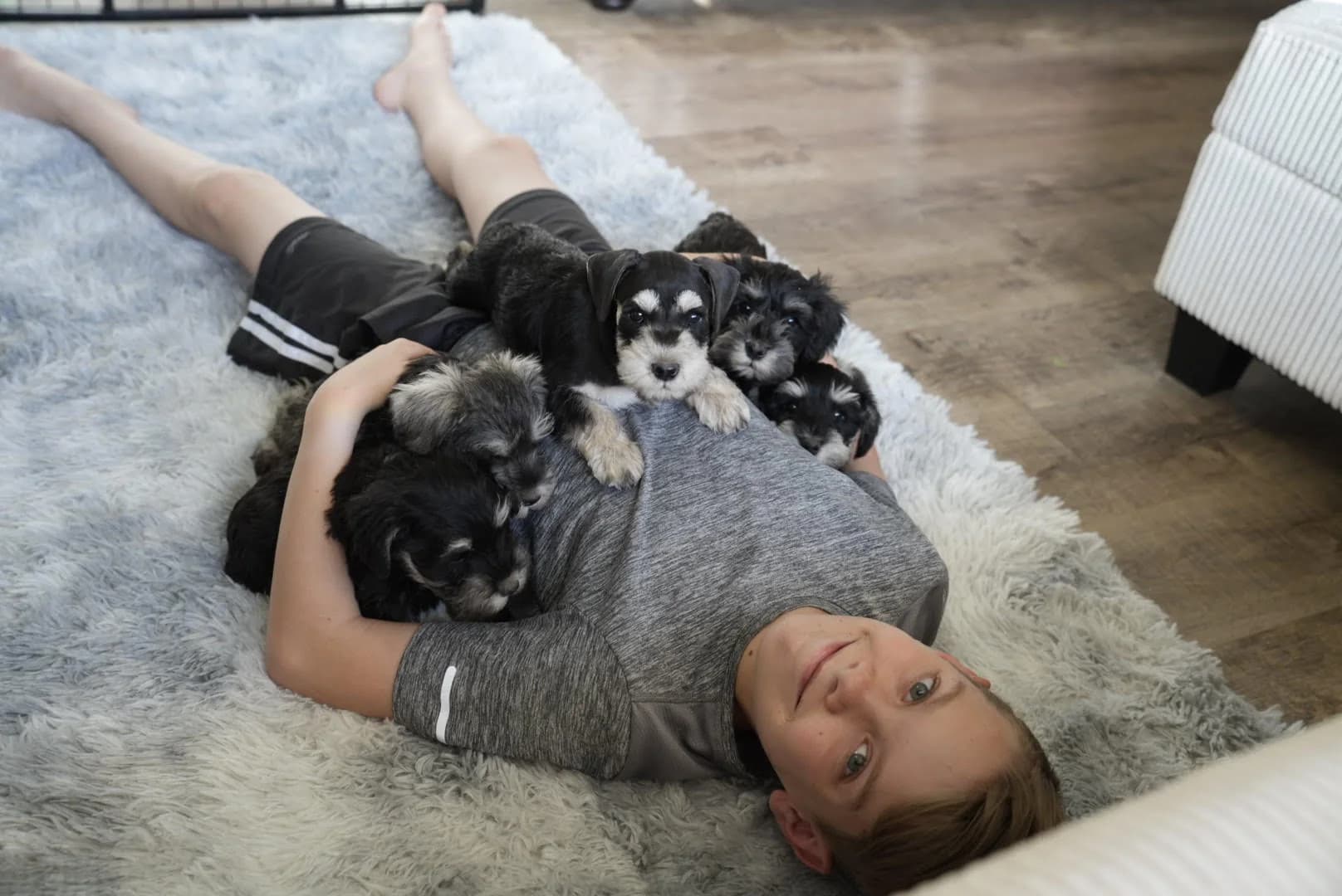 A boy lying on a rug with three miniature schnauzer puppies