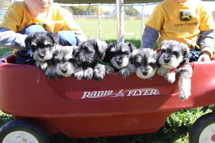 Six-week-old miniature schnauzer puppies in a red wagon with two children