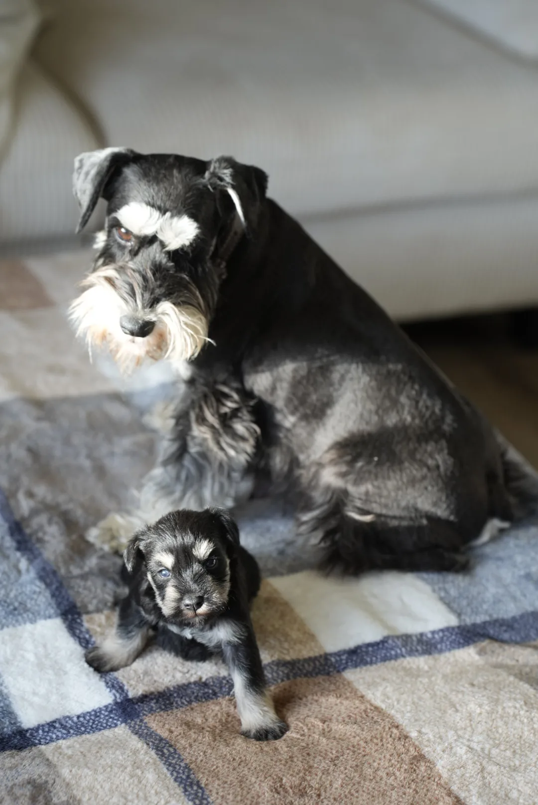 A miniature schnauzer mother and her puppy on a blanket