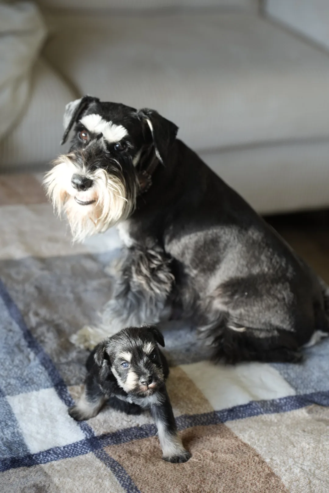 A miniature schnauzer mother looking up with her puppy beside her