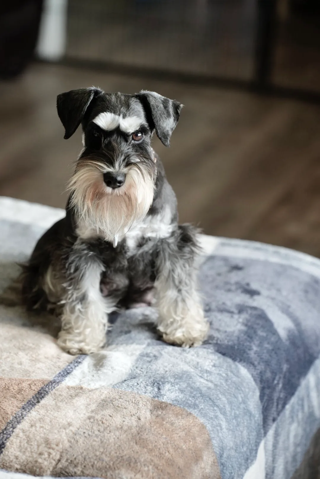 A salt and pepper miniature schnauzer sitting on her bed