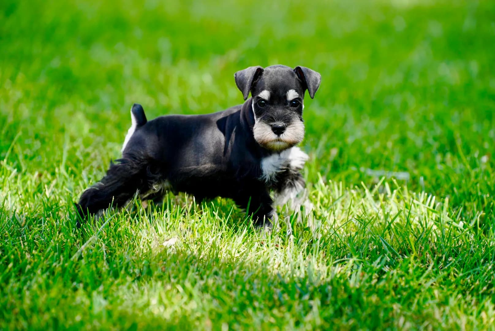A black miniature schnauzer puppy standing in the grass
