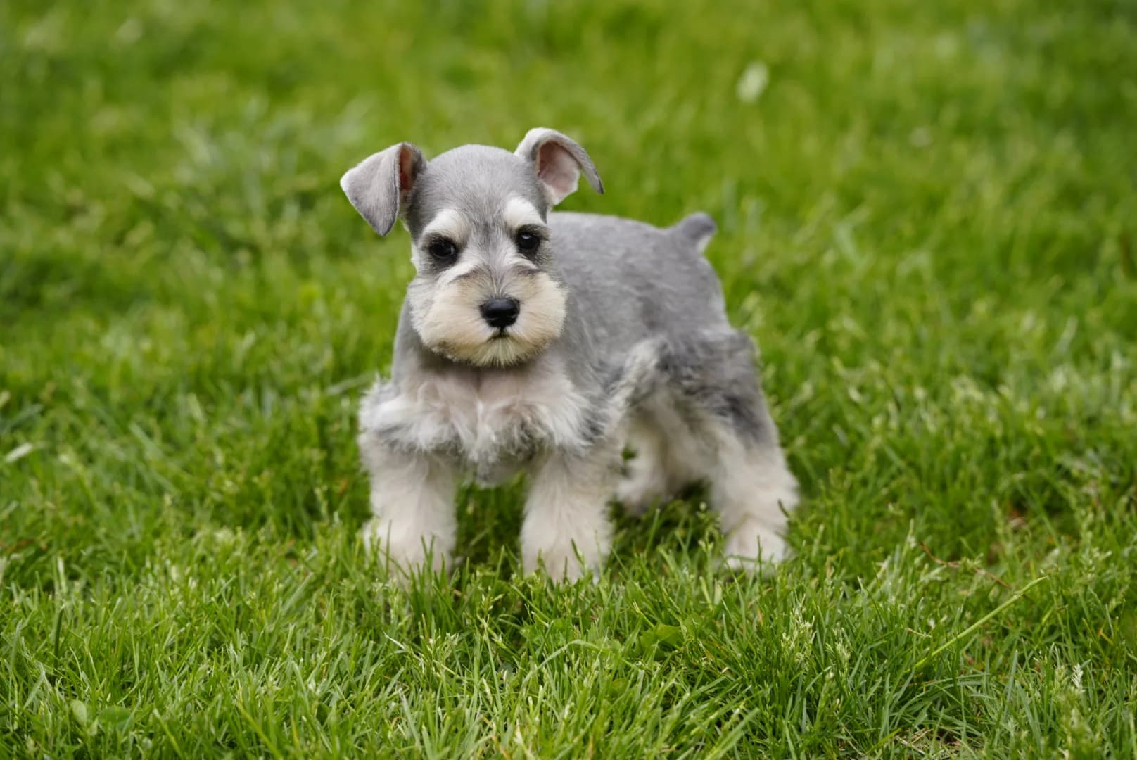 A platinum miniature schnauzer puppy on the lawn
