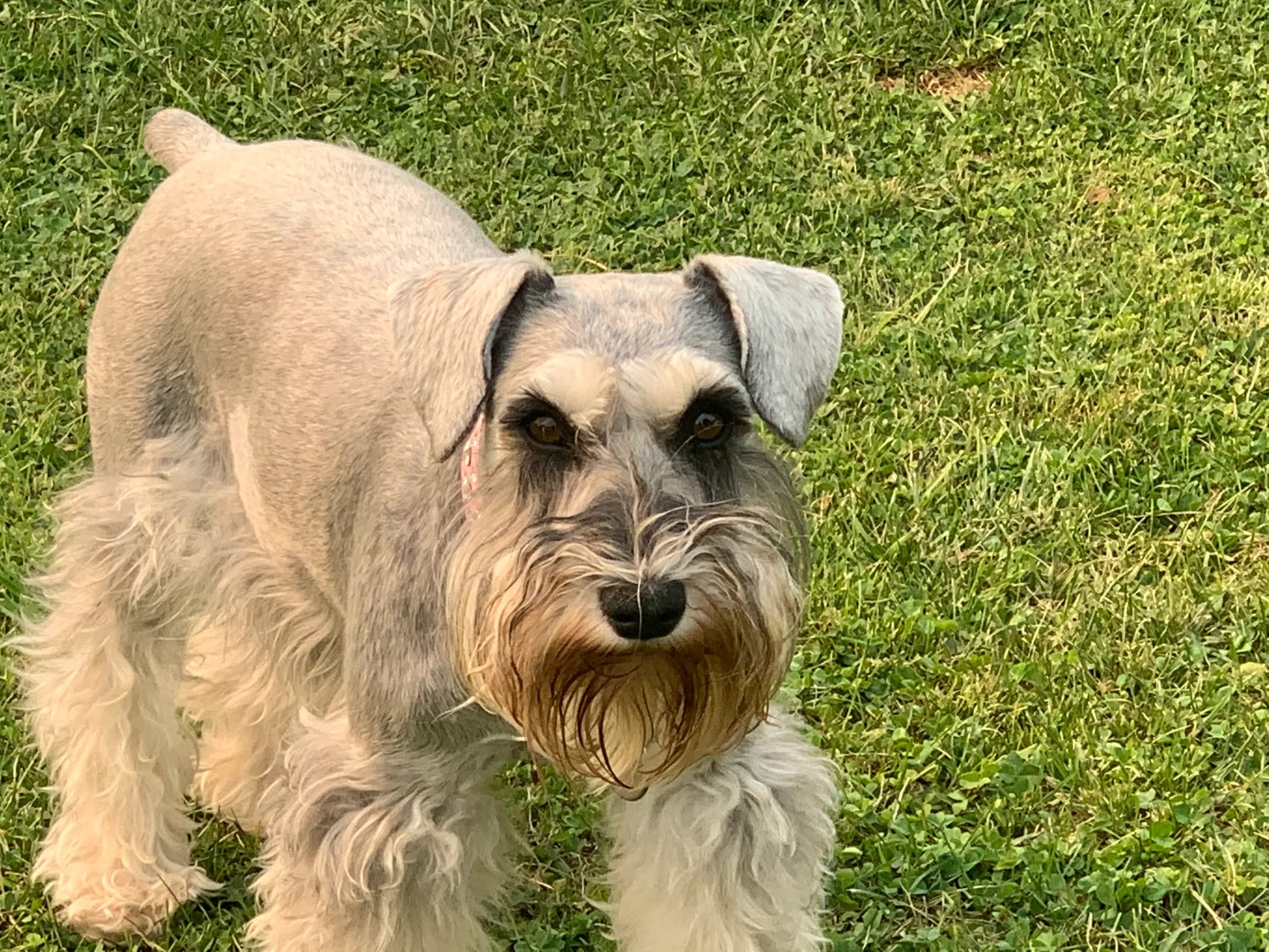 A grown salt and pepper miniature schnauzer standing on the lawn