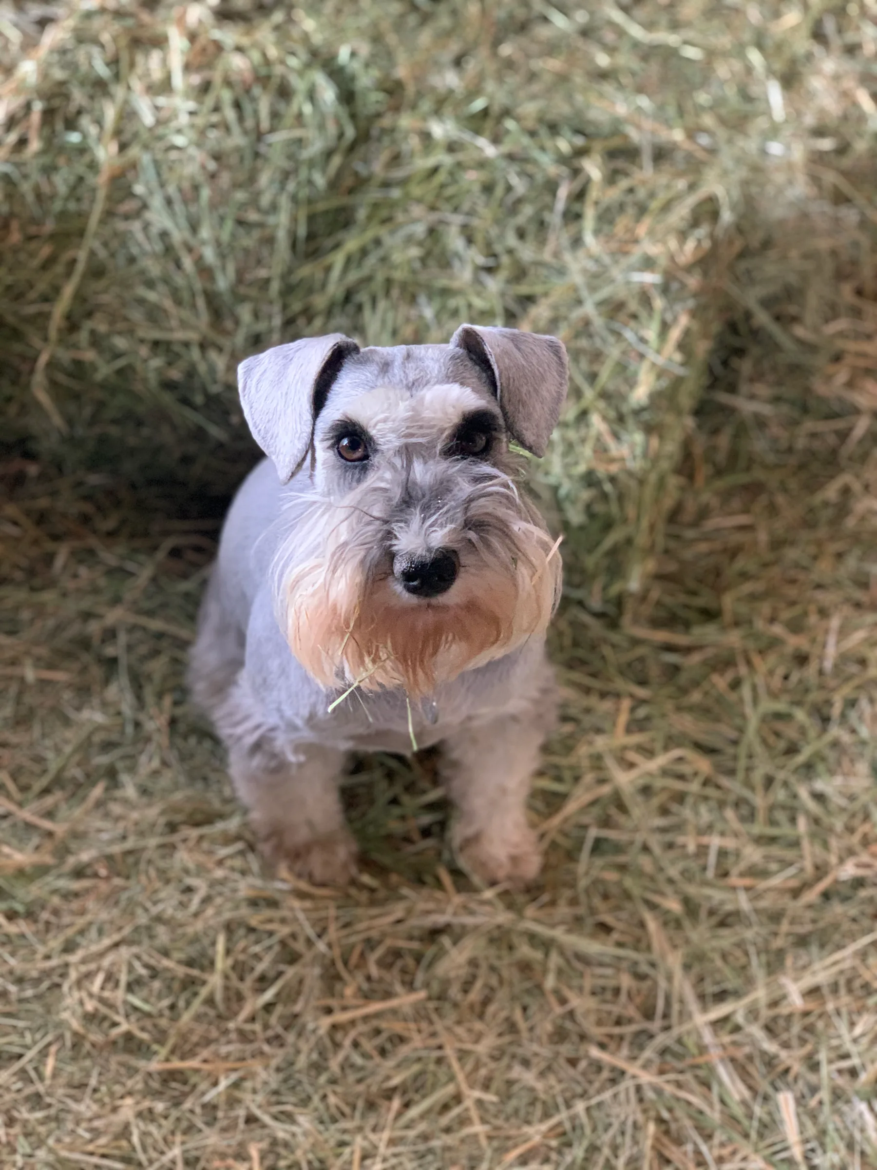 A miniature schnauzer standing among hay bales, looking up at the camera