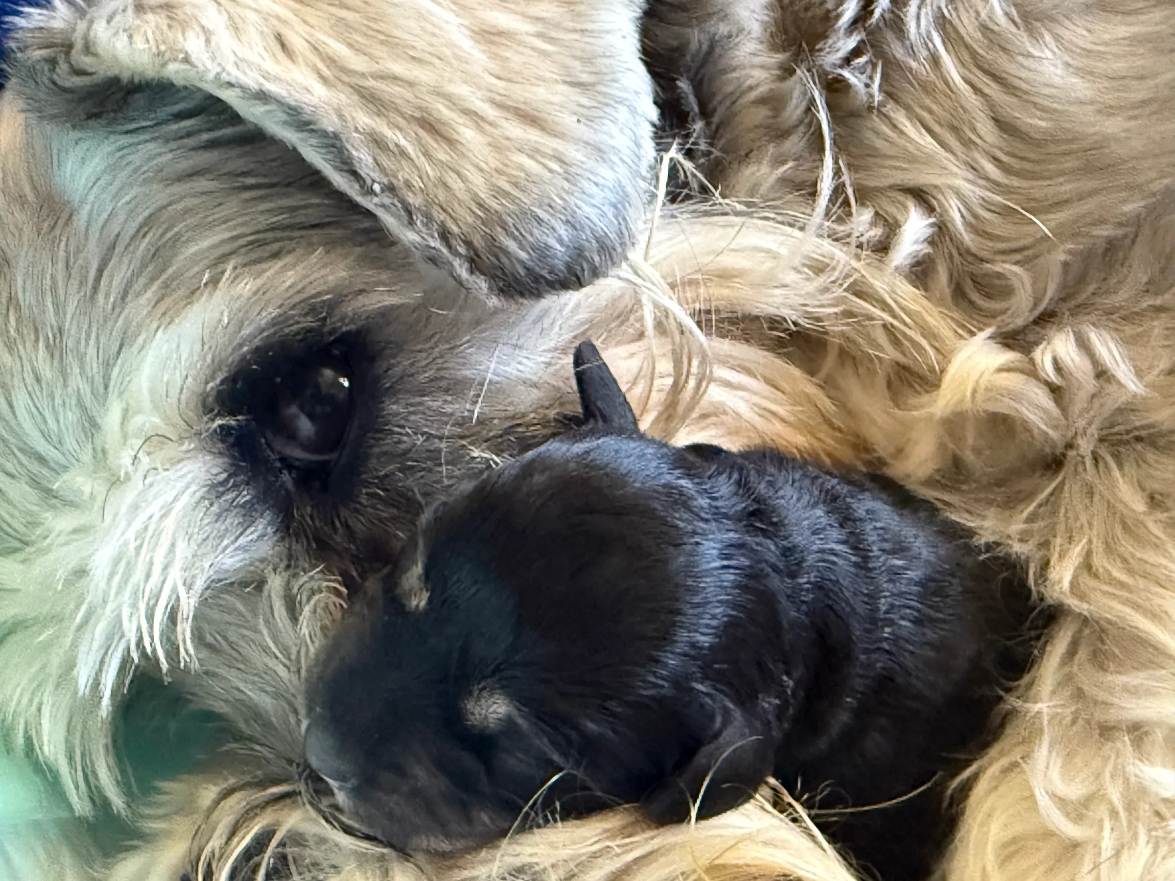 A miniature schnauzer mother curled around her newborn black puppy