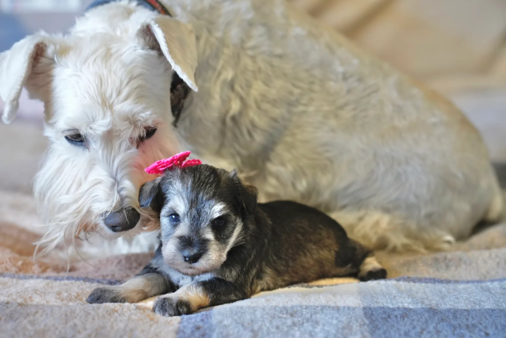 A white miniature schnauzer mother bending over her puppy in a pink bow
