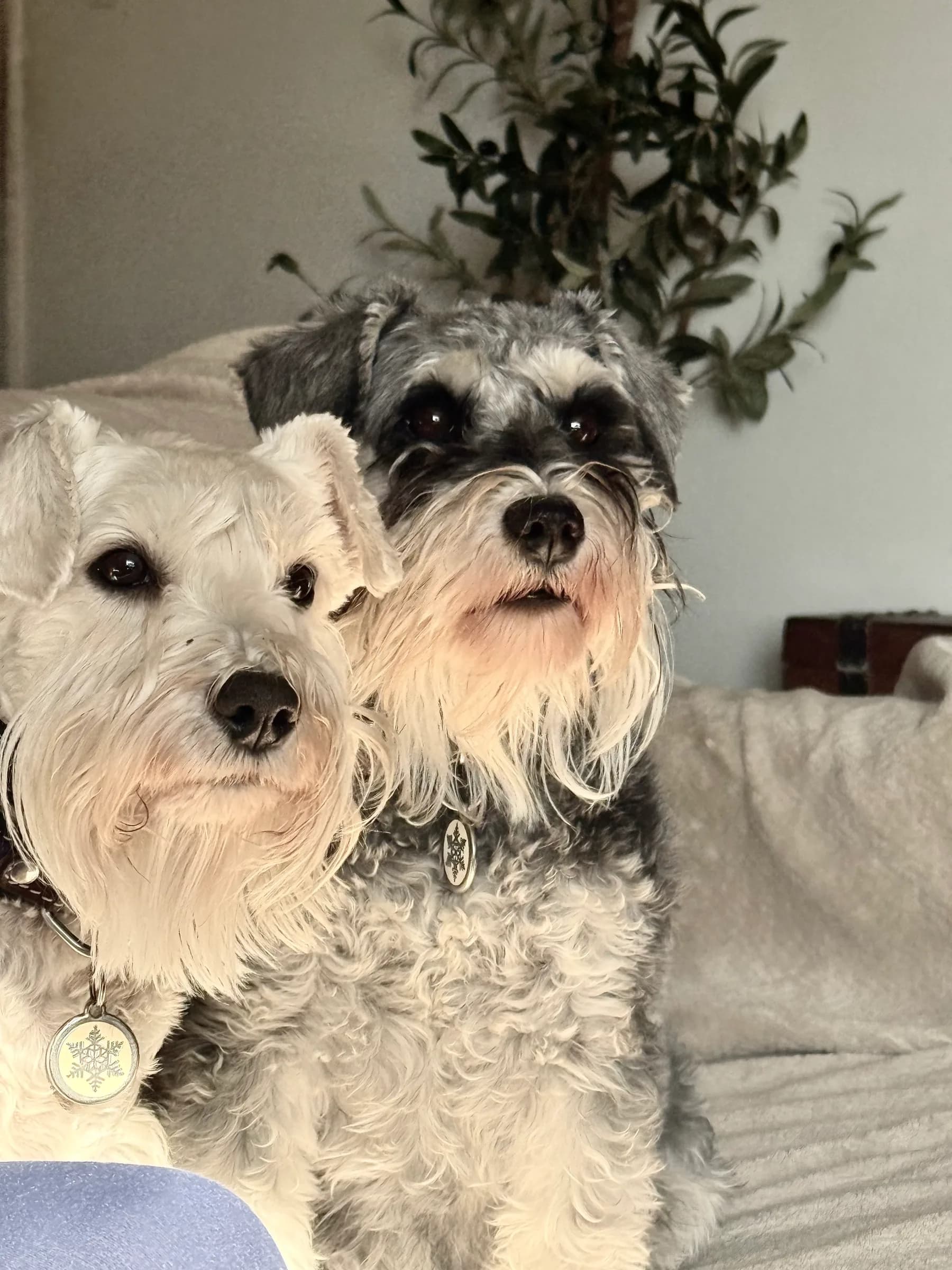 A white and a salt and pepper miniature schnauzer leaning together, wearing snowflake tags