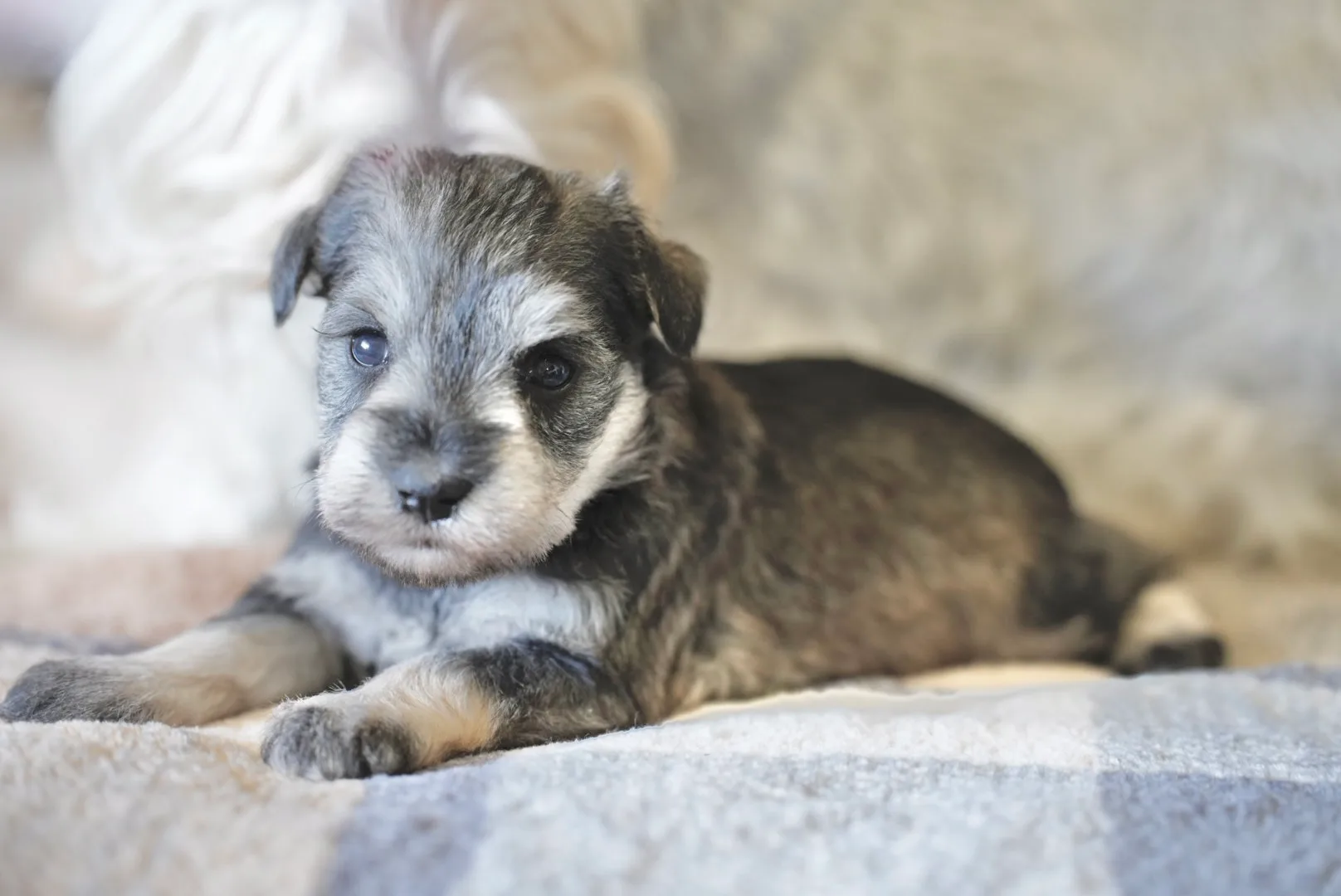 A black and silver miniature schnauzer puppy lying on a soft blanket