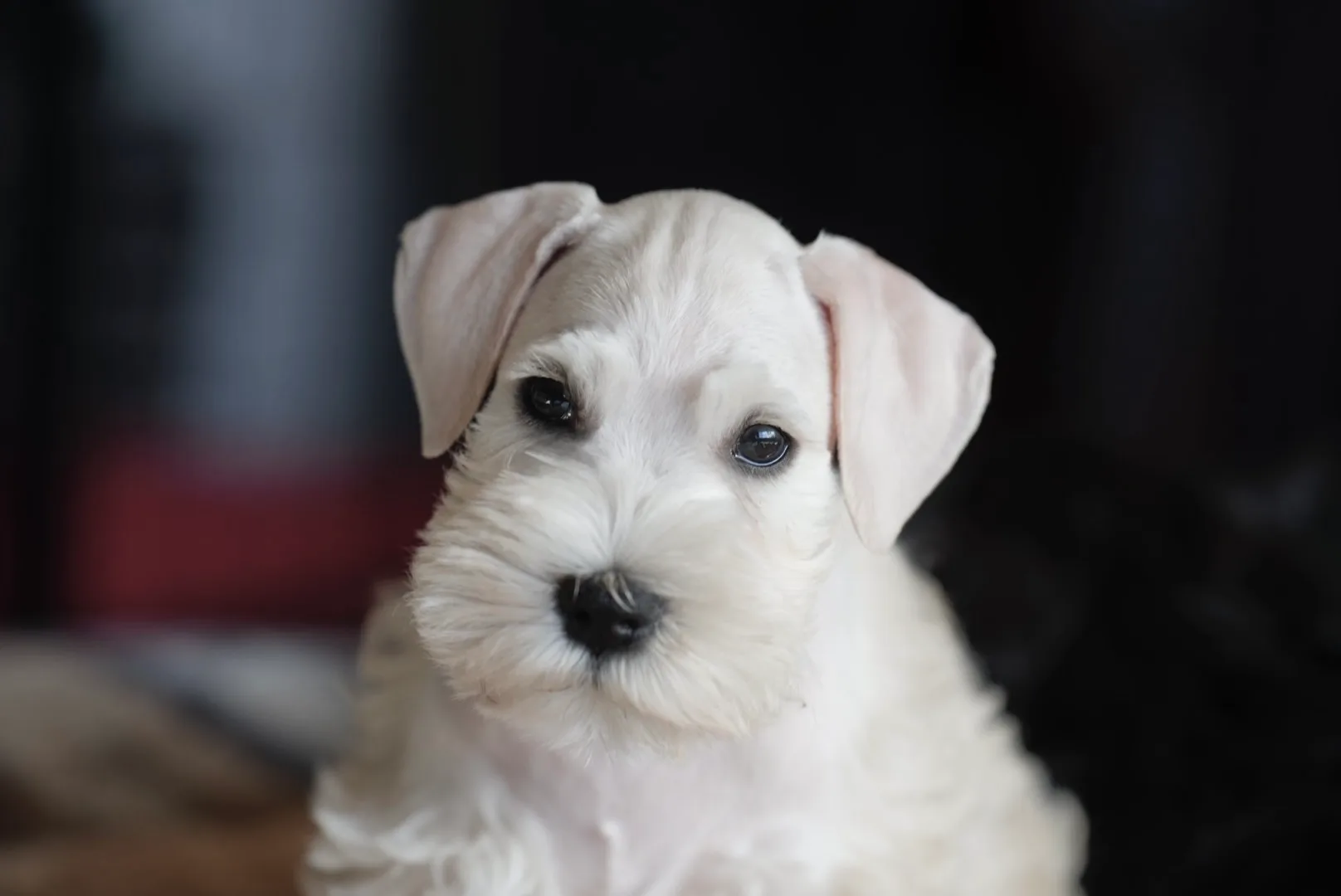 A white miniature schnauzer puppy looking at the camera against a dark background