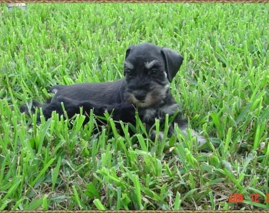 Miniature Schnauzer Puppies