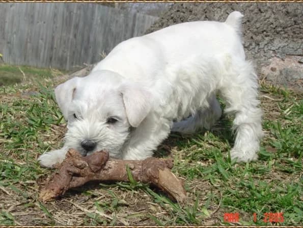 Miniature Schnauzer Puppies