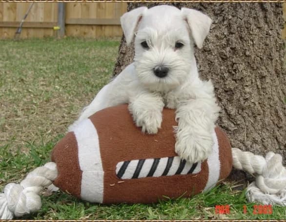 Miniature Schnauzer Puppies
