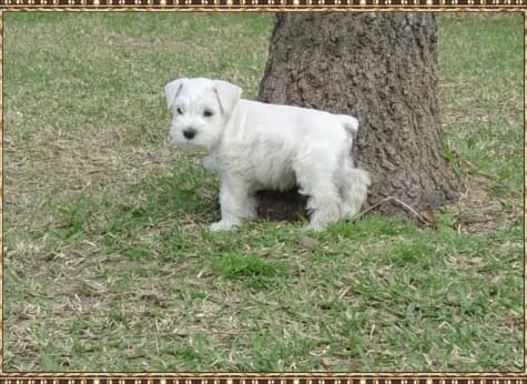 Miniature Schnauzer Puppies