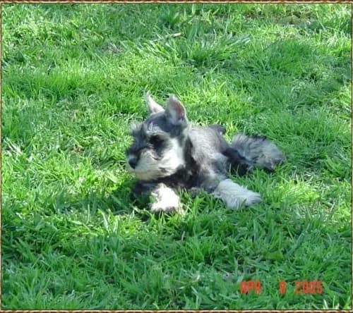 Miniature Schnauzer Puppies