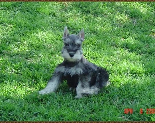 Miniature Schnauzer Puppies