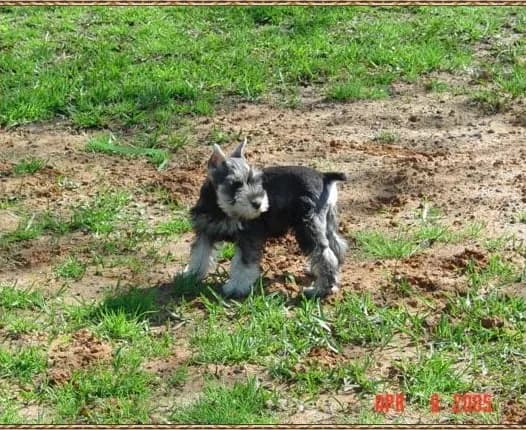 Miniature Schnauzer Puppies