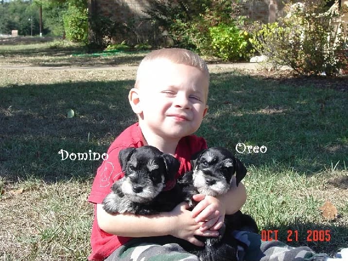 Miniature Schnauzer Puppies