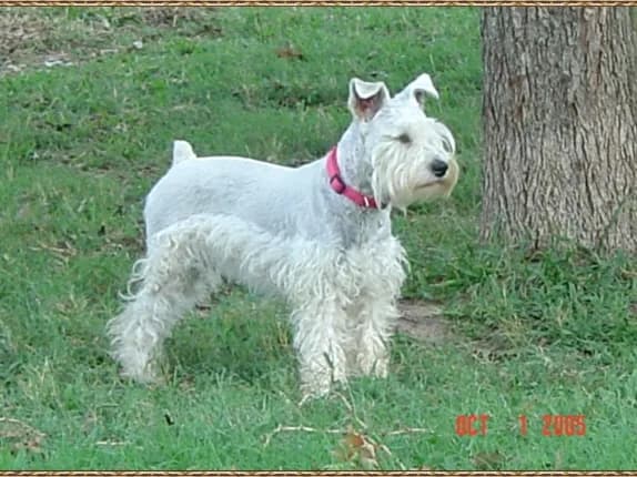 Miniature Schnauzer Puppies