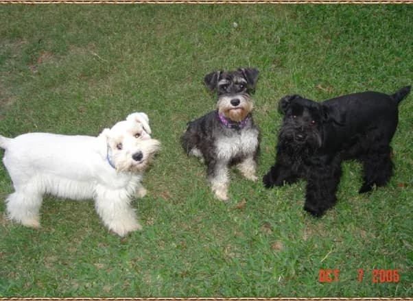 Kenzie - Black & Silver Miniature Schnauzer