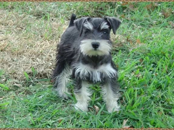 Miniature Schnauzer Puppies