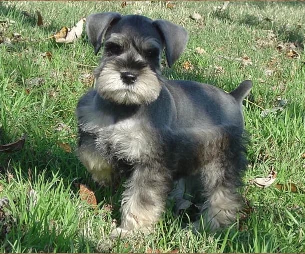 Miniature Schnauzer Puppies