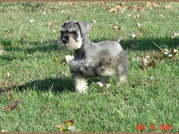 Miniature Schnauzer Puppies