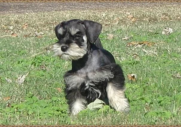 Miniature Schnauzer Puppies