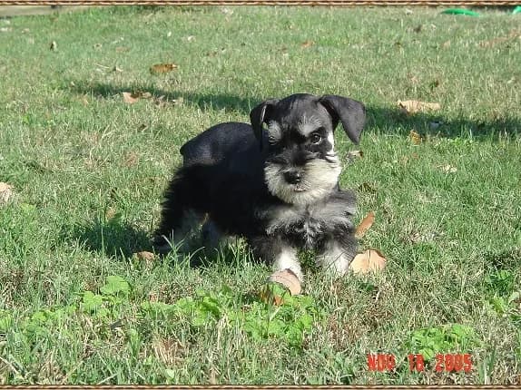 Miniature Schnauzer Puppies