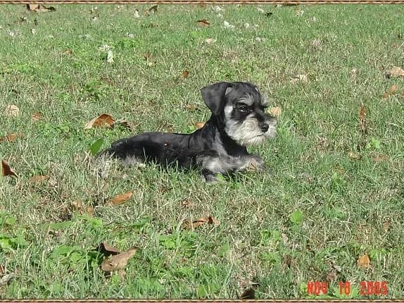 Miniature Schnauzer Puppies